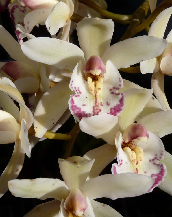 Cymbidium